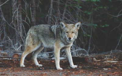 Informacja dotycząca postępowania w przypadku pojawienia się wilków
