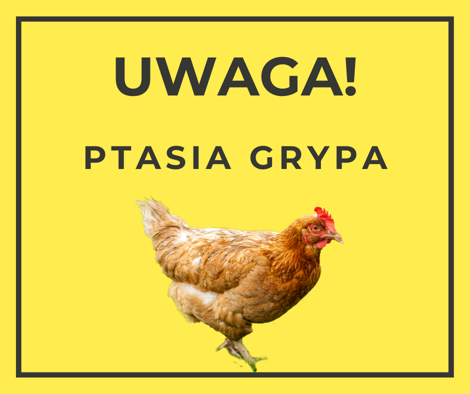 uwaga ptasia grypa. poniżej kura